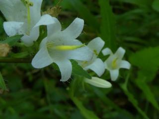 Img.VTax2944.ExN.Img22
