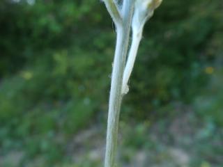 Img.VTax3025.ExN.Img16
