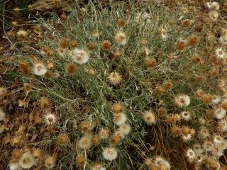 Img.VTax3039.ExN.Img7
