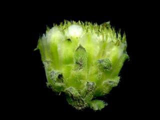 Img.VTax3056.ExN.Img8