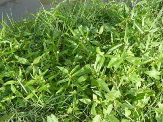 Img.VTax3069.ExN.Img27