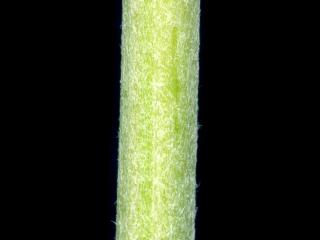 Img.VTax3119.ExN.Img10