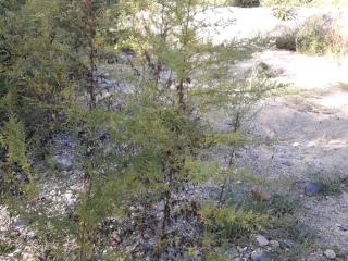 Img.VTax3133.ExN.Img16