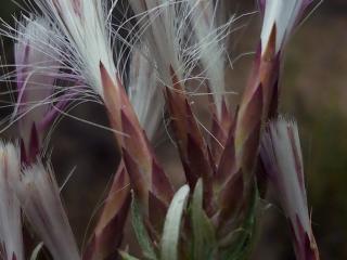 Img.VTax3204.ExN.Img17