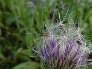 Img.VTax3228.ExN.Img27