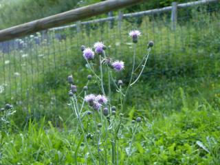 Img.VTax3230.ExN.Img25