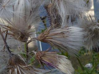 Img.VTax3230.ExN.Img27