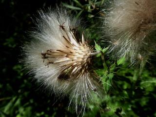 Img.VTax3230.ExN.Img32