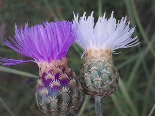Img.VTax3270.ExN.Img11