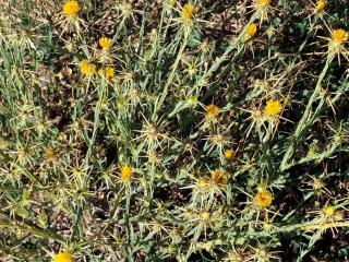 Img.VTax3278.ExN.Img11
