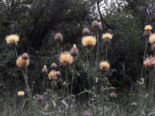Img.VTax3282.ExN.Img17