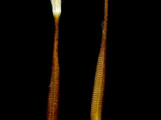 Img.VTax3310.ExN.Img9