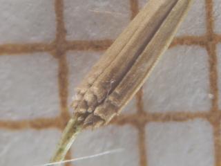 Img.VTax3371.ExN.Img8