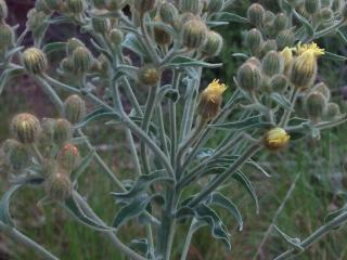 Img.VTax3403.ExN.Img32