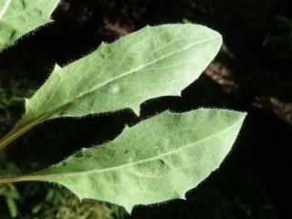 Img.VTax3408.ExN.Img3