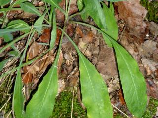 Img.VTax3435.ExN.Img4