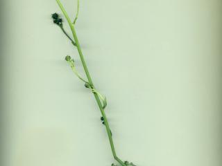 Img.VTax3446.ExN.Img11