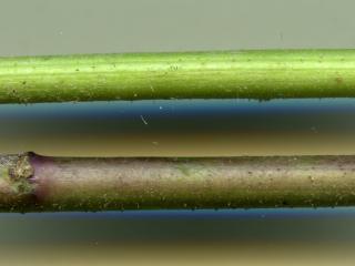 Img.VTax3446.ExN.Img9