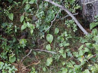 Img.VTax3589.ExN.Img11