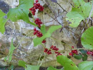 Img.VTax3647.ExN.Img15