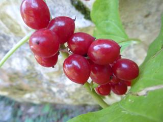 Img.VTax3647.ExN.Img17