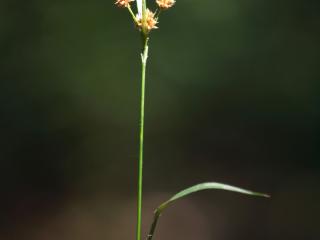 Img.VTax3693.ExN.Img3