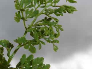 Img.VTax37.ExN.Img9