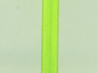Img.VTax3729.ExN.Img12