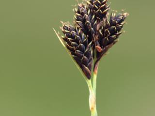 Img.VTax3767.ExN.Img4