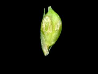 Img.VTax3803.ExN.Img9