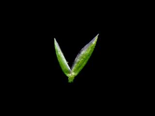 Img.VTax3895.ExN.Img12