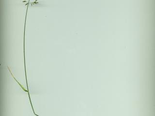 Img.VTax3895.ExN.Img4