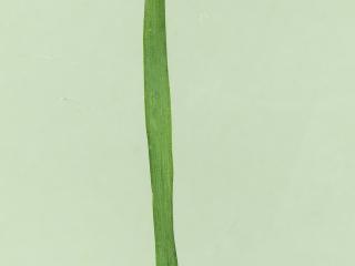 Img.VTax3895.ExN.Img7