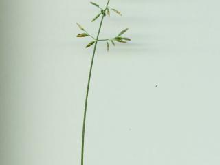 Img.VTax3895.ExN.Img8