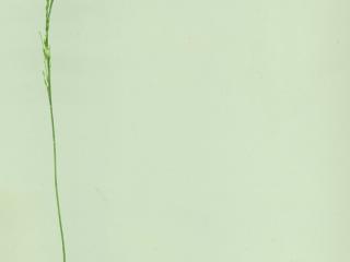 Img.VTax3910.ExN.Img7