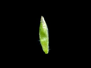 Img.VTax3910.ExN.Img8