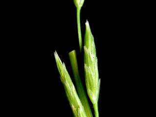 Img.VTax3951.ExN.Img1
