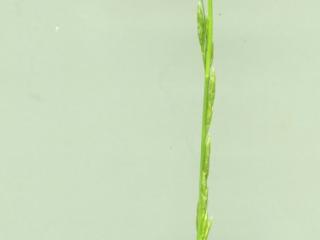 Img.VTax3951.ExN.Img3