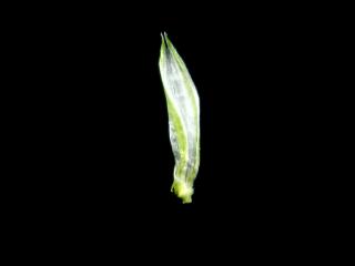 Img.VTax3951.ExN.Img5