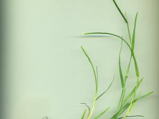 Img.VTax3952.ExN.Img11