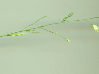 Img.VTax3952.ExN.Img12