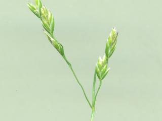 Img.VTax3952.ExN.Img13