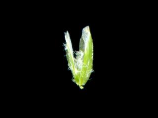 Img.VTax3952.ExN.Img15