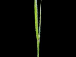 Img.VTax3957.ExN.Img13