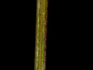 Img.VTax3958.ExN.Img5