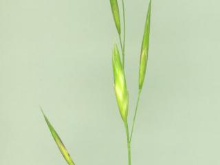 Img.VTax3964.ExN.Img8
