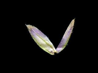 Img.VTax4056.ExN.Img10
