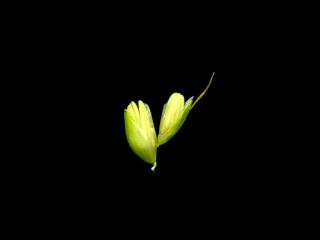 Img.VTax4056.ExN.Img8