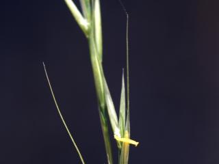 Img.VTax4122.ExN.Img2