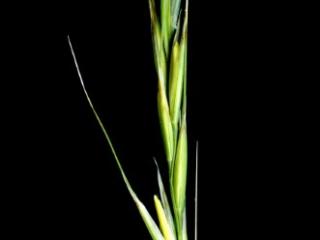 Img.VTax4122.ExN.Img4